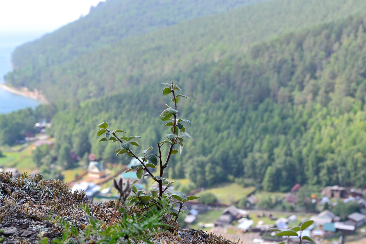 растение)))))