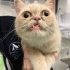 котэ котэ