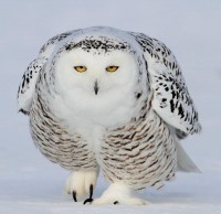 Чокаво!!!!