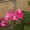 IMG 3598 IMG 3598