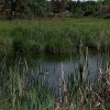 Болото - дом для бегемота или есть в графском парке черный пруд. Болото - дом для бегемота или есть в графском парке черный пруд.