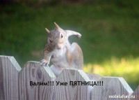 питница!