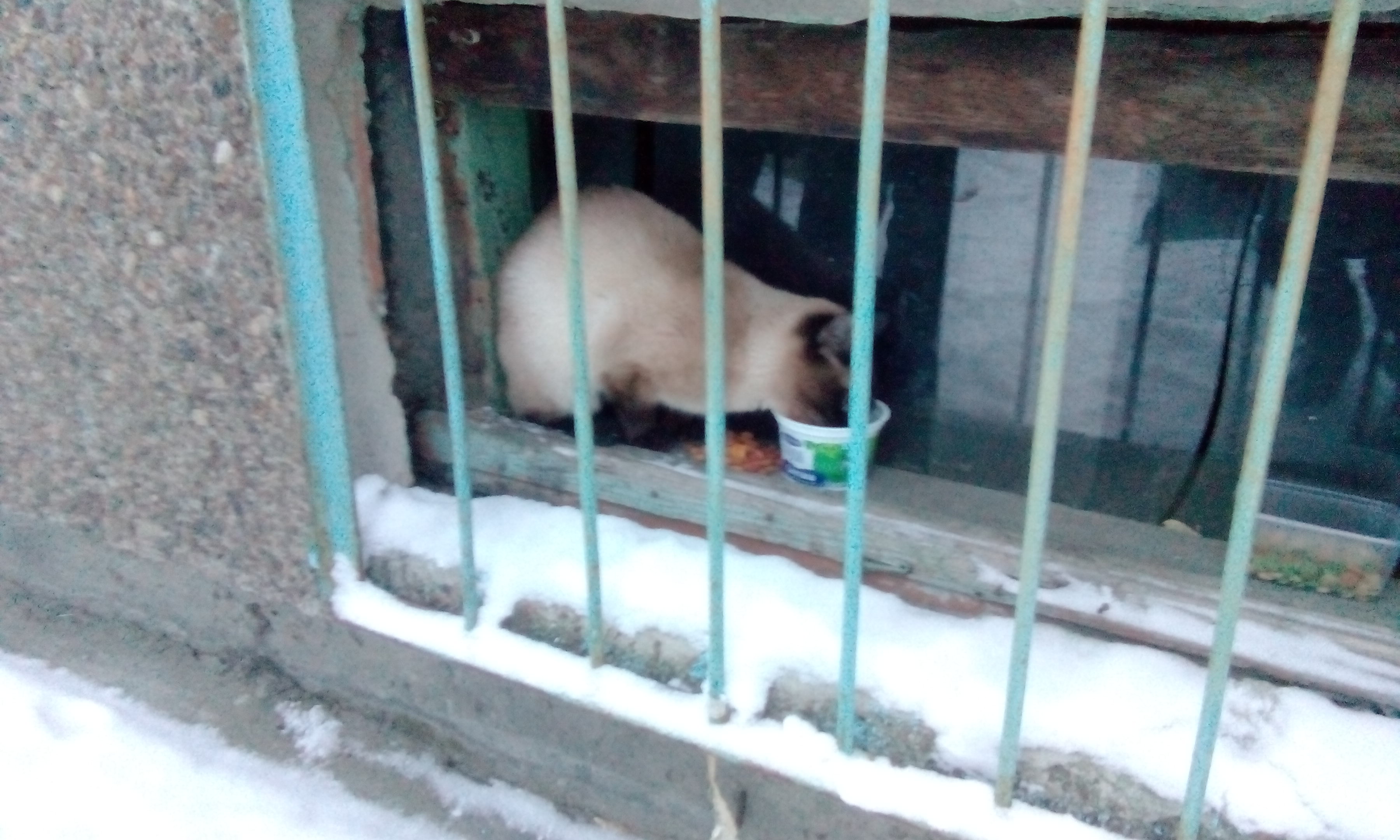 Котэ