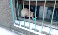 Котэ
