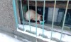 Котэ