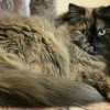 Кошкин дом Кошкин дом