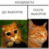 Кот Кот