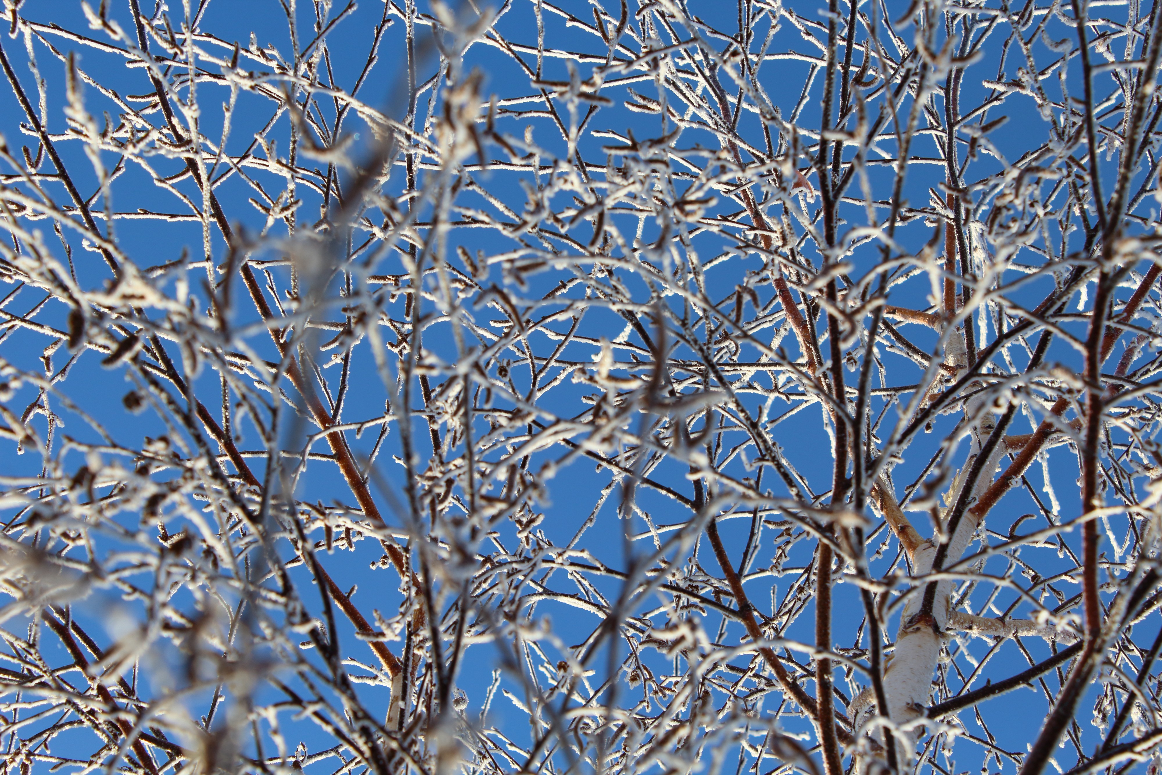 Это ветки берёзовые