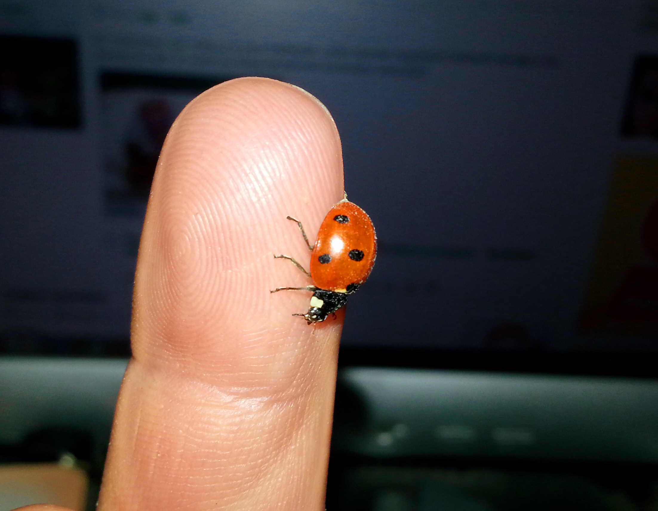 божыя корофка))))