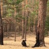 Ворона Ворона