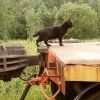 Котэ вагонник
