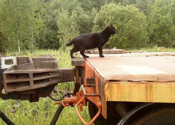 Котэ вагонник