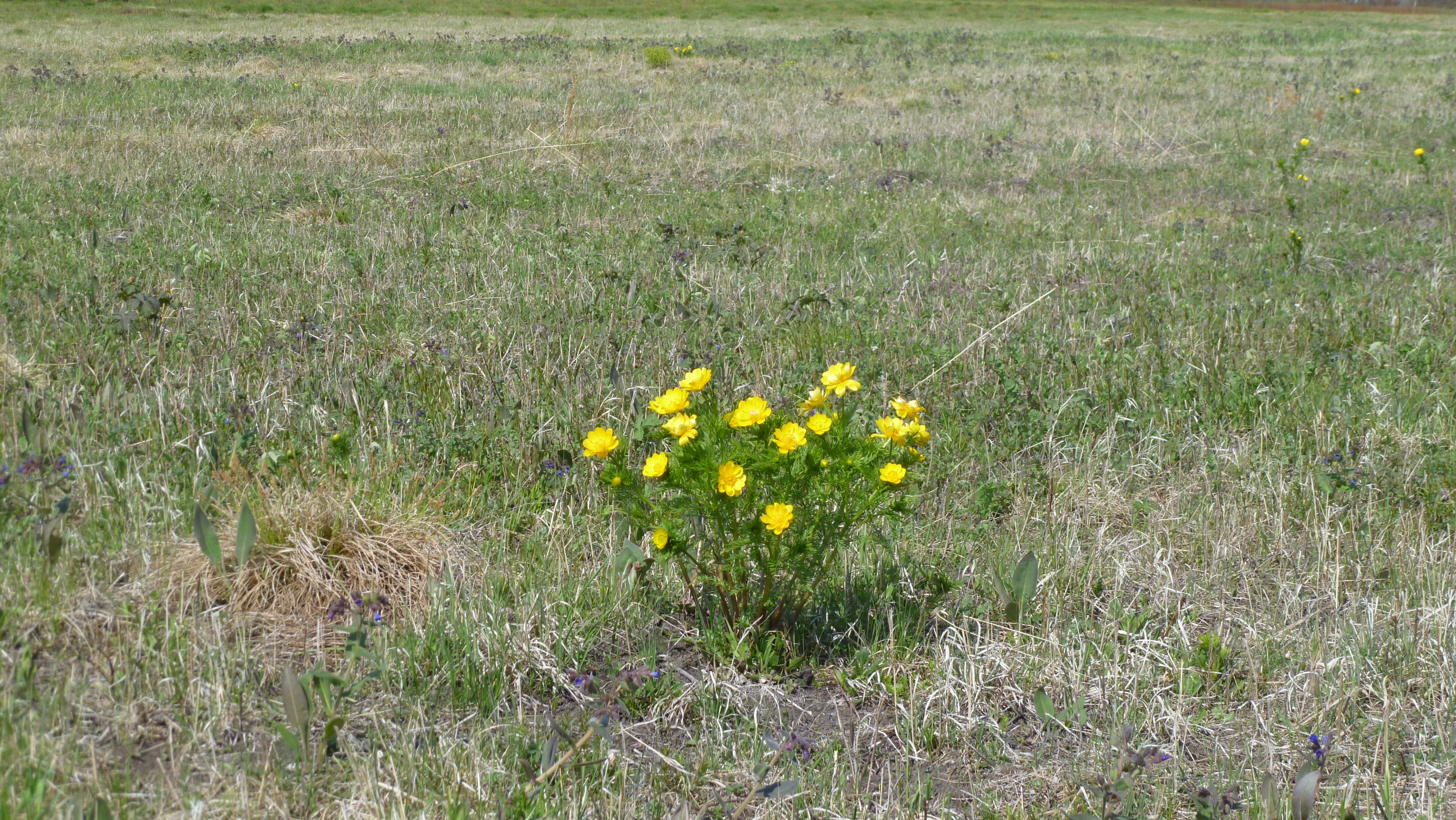 Букет вырос