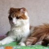 Кошкин дом Кошкин дом