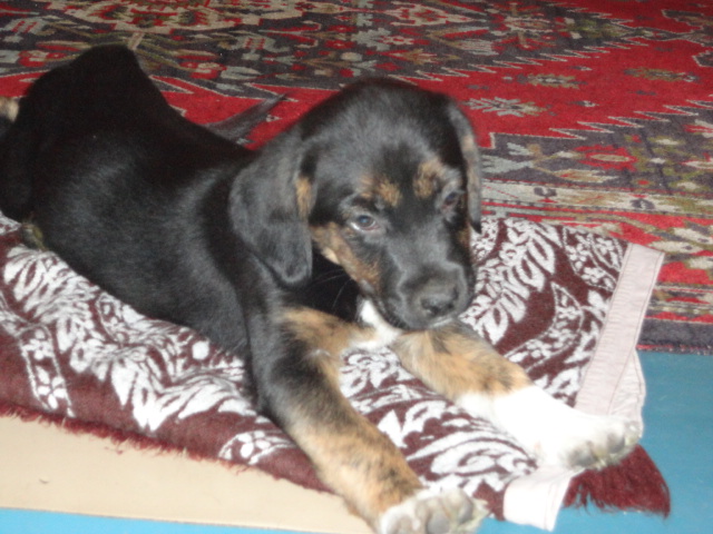 отдам в хорошие руки