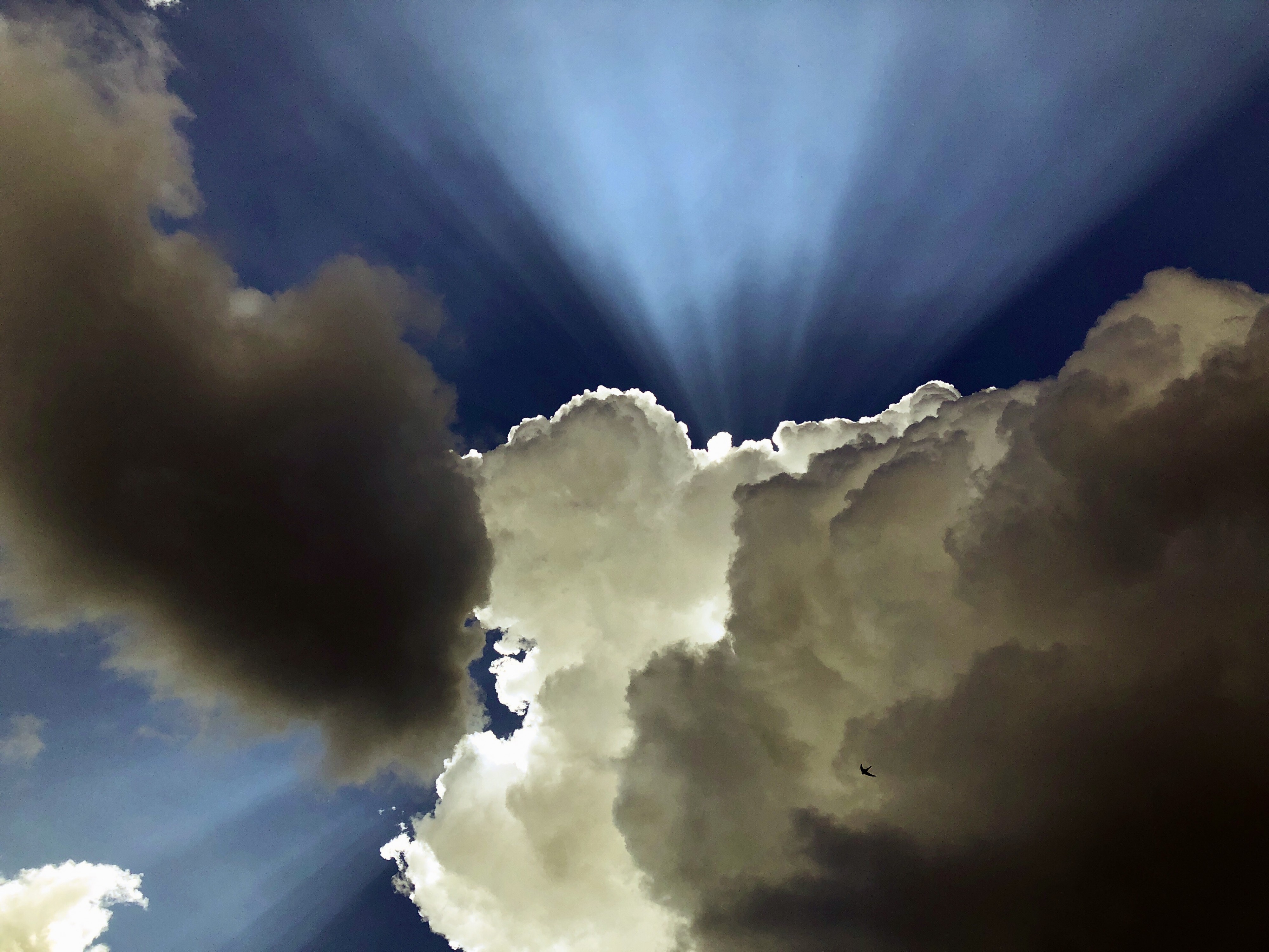 Солнце, птица, облака