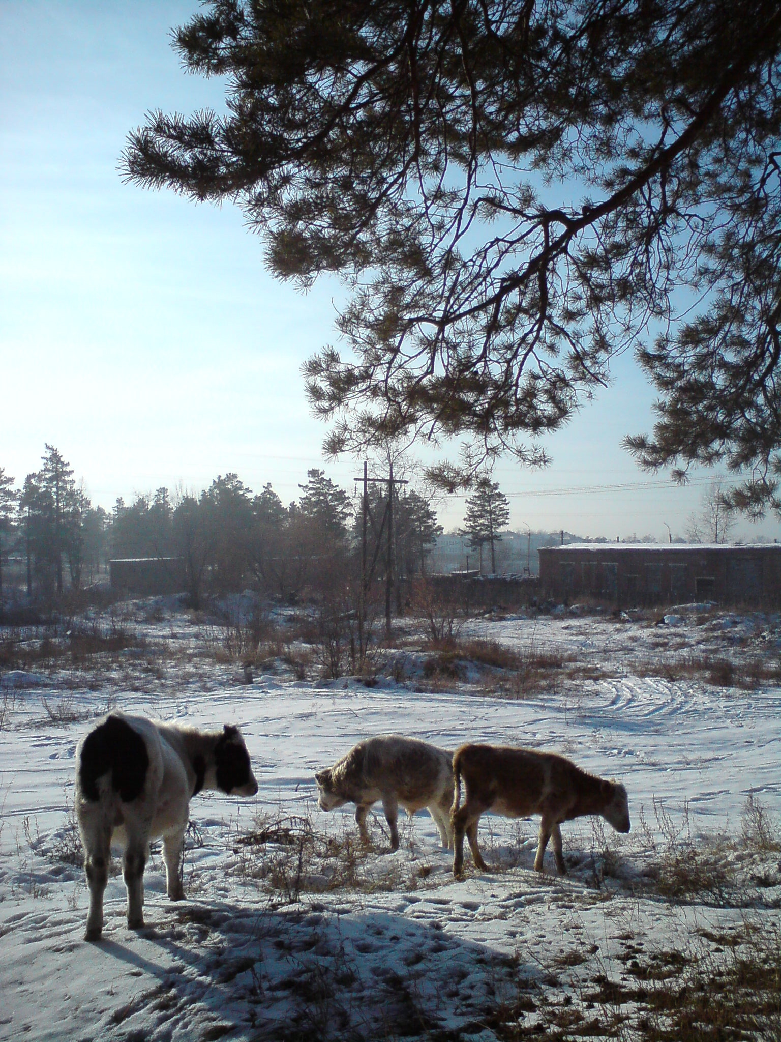 Крепкие ангарские коровы