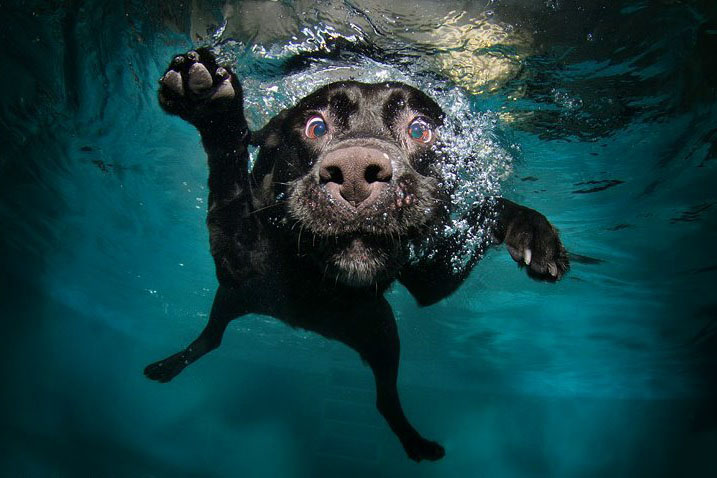 Висёлые сабачки)))))))