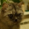 Котэ добр Котэ добр
