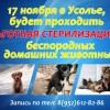 Льготная стерилизация в Усолье Льготная стерилизация в Усолье