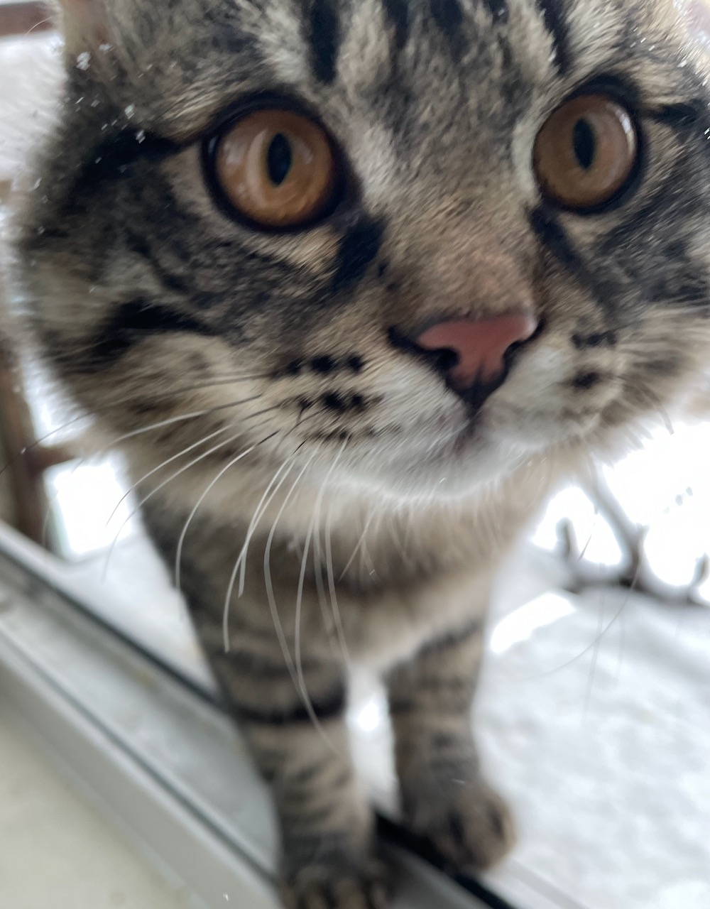 Котейки тоже люди!