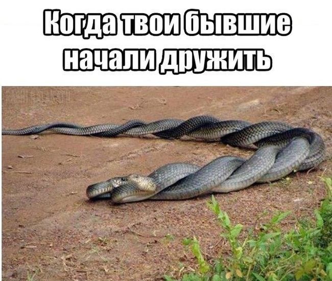 Дружба