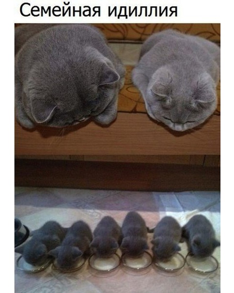 Семейная идилия