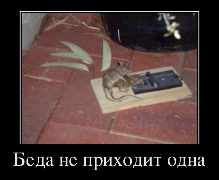 Беда не приходит одна