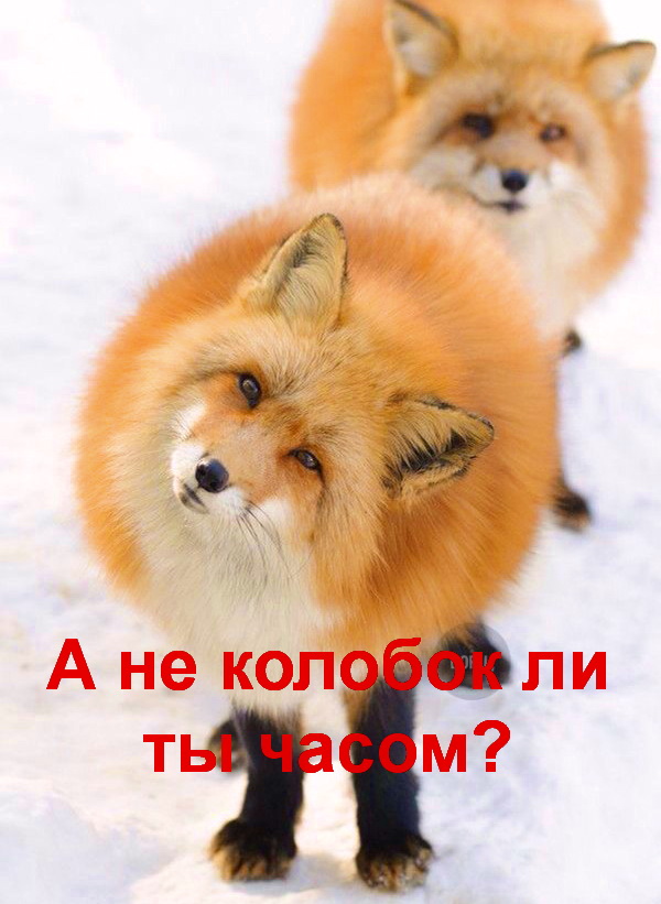 а не калабог ли ты часом?