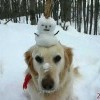 иногда бездомным снеговичкам везёт,и они катаются на собаках
