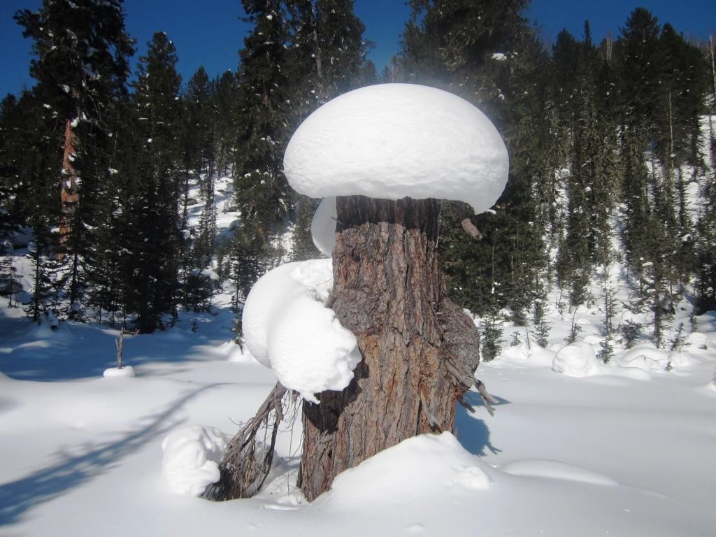 Носатый Пузатый...