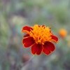 IMG 2311 IMG 2311