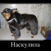 Наскулила Наскулила