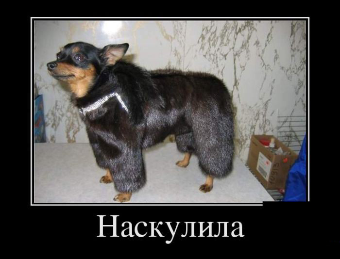 Наскулила