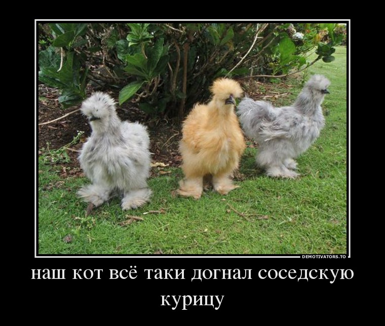 71846852 nash-kot-vsyo-taki-dognal-sosedskuyu-kuritsu