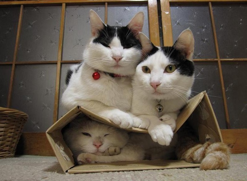 Котэ