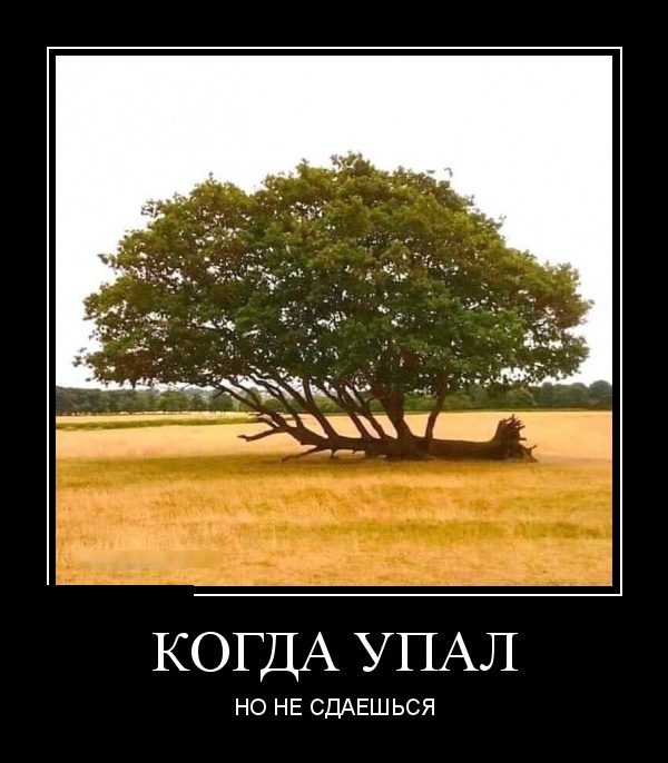 Упал и не сдаешься