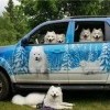 Очень любит собак