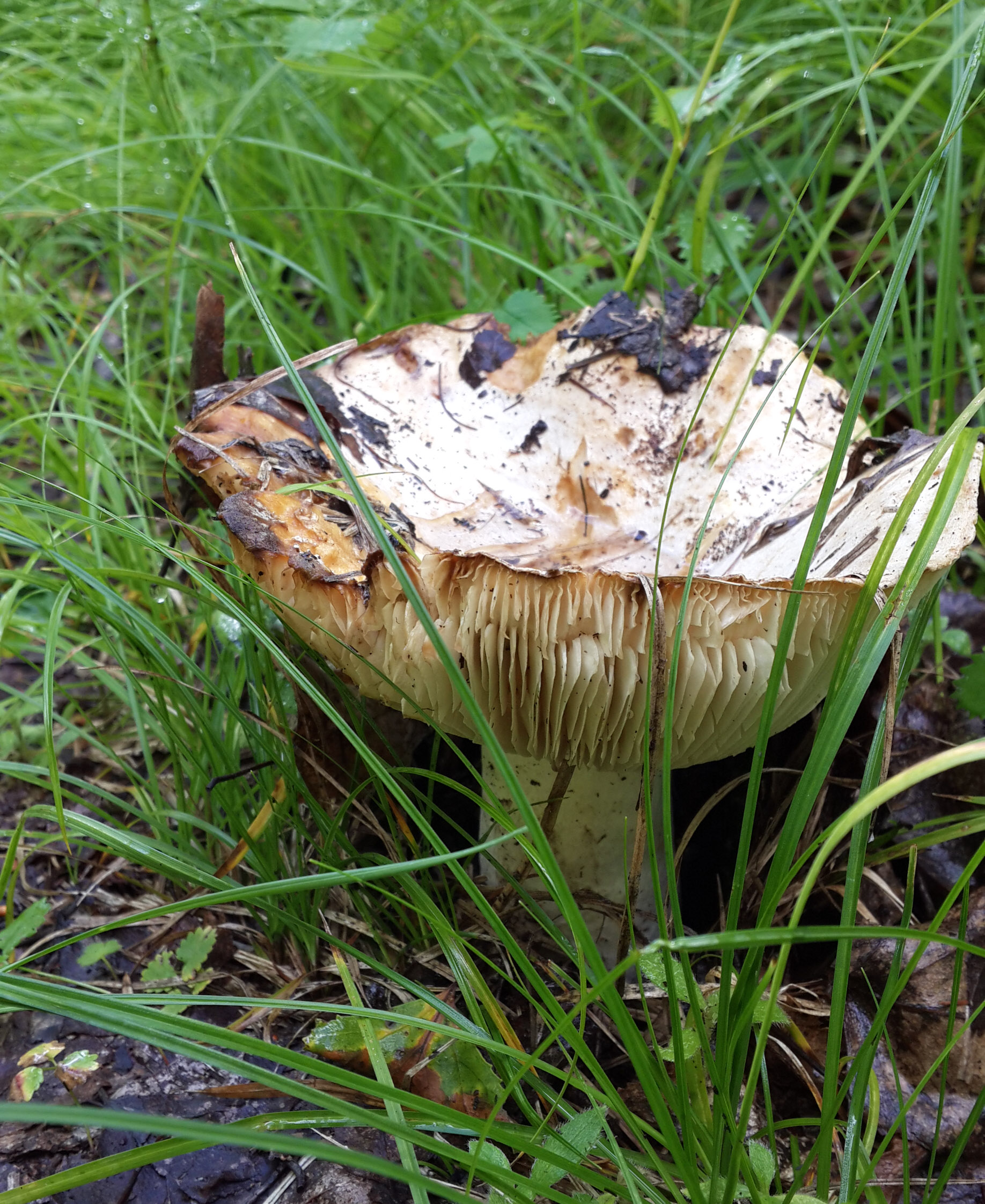 Чаша грааля. Ее ищут на Ближнем Востоке, а она на Байкале. 