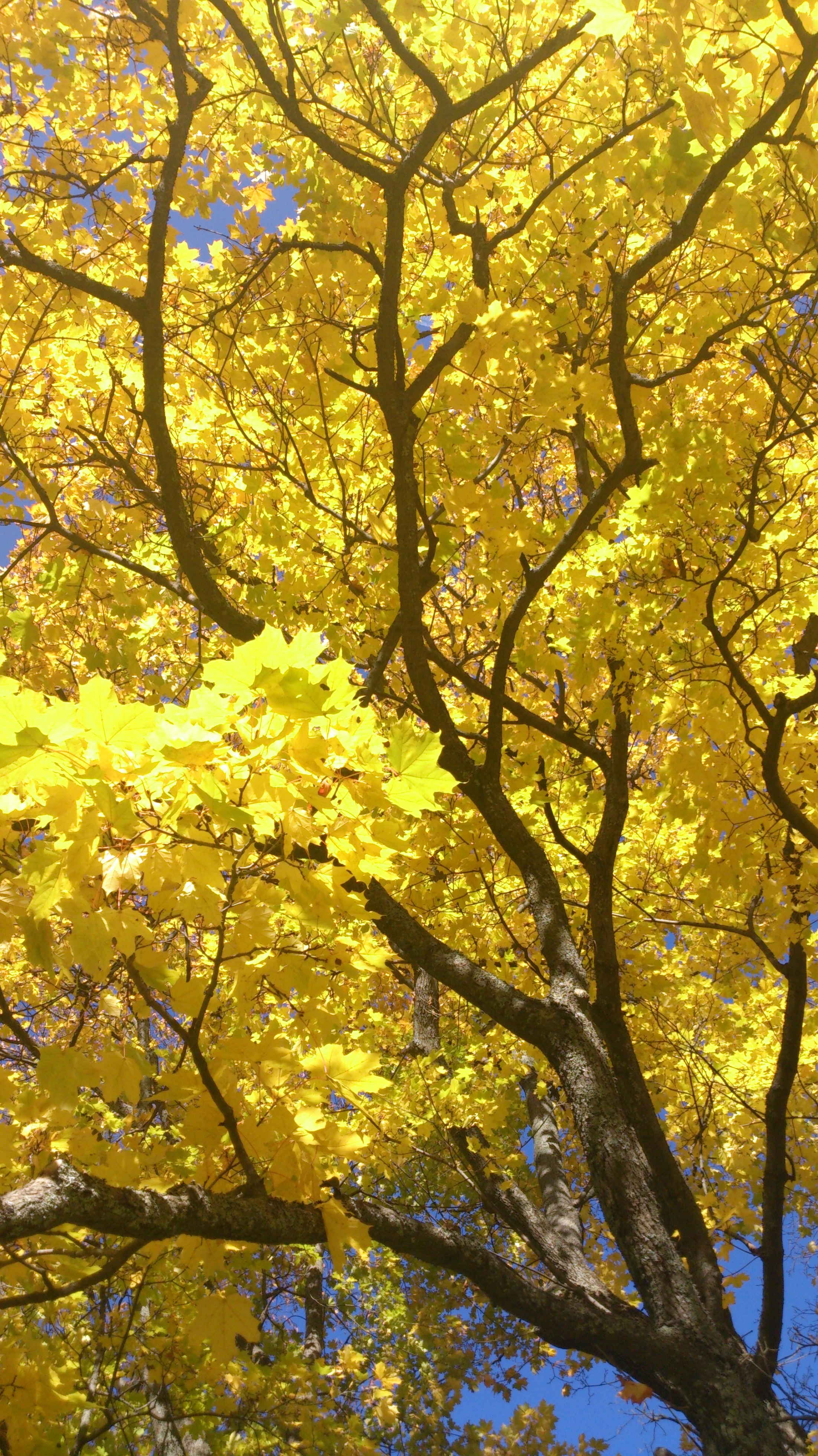 Yellow, black and blue 2.