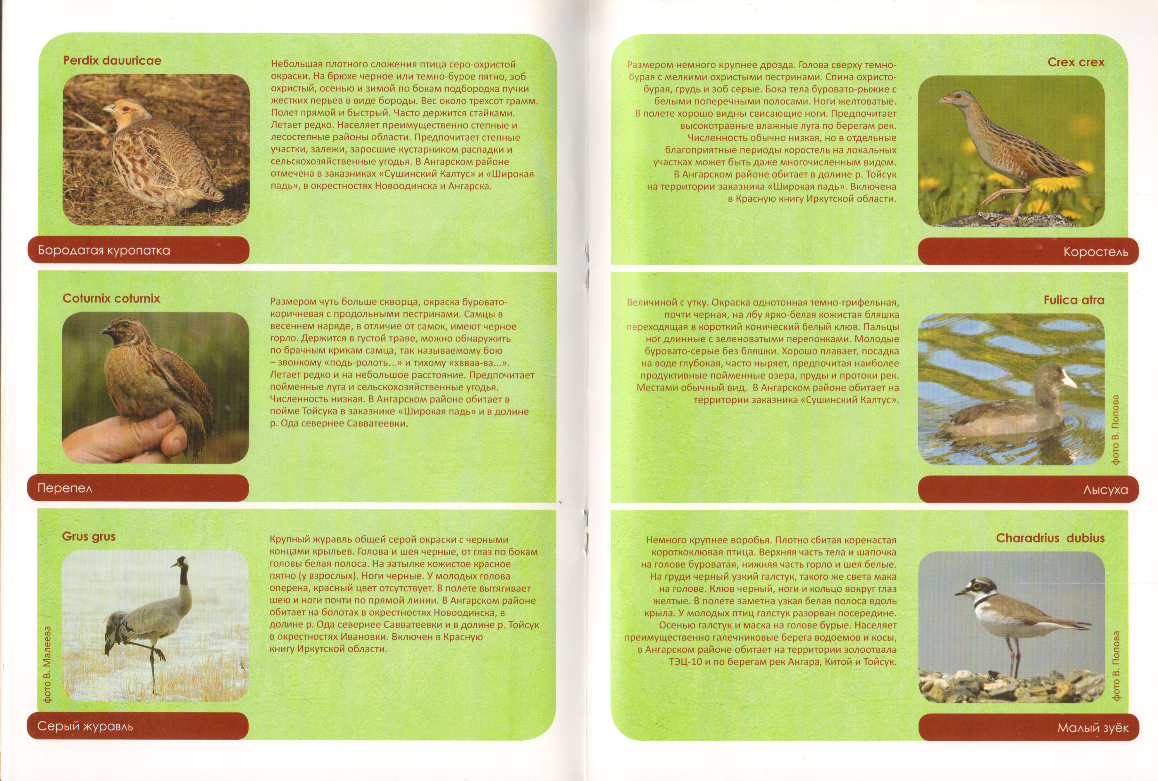 Животный мир Ангарского района 10