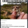 Зверушка