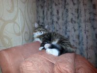 ночное Пушка))))