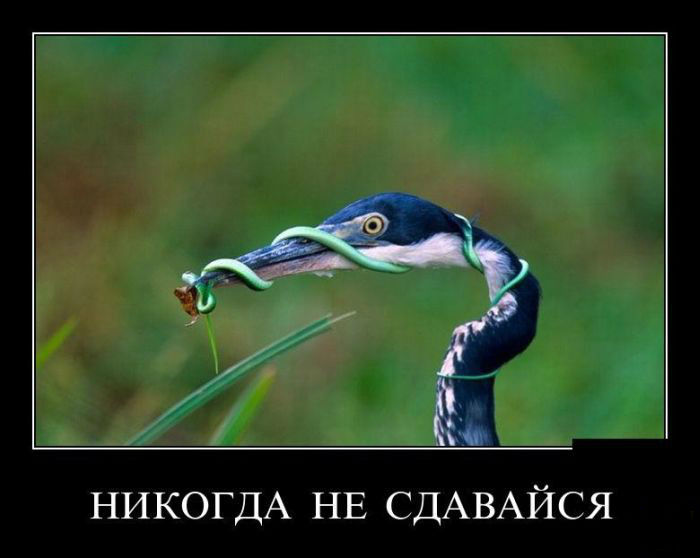 Никогда не сдавайся