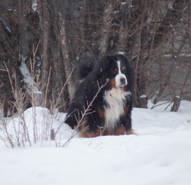 бернские зенненхунды
