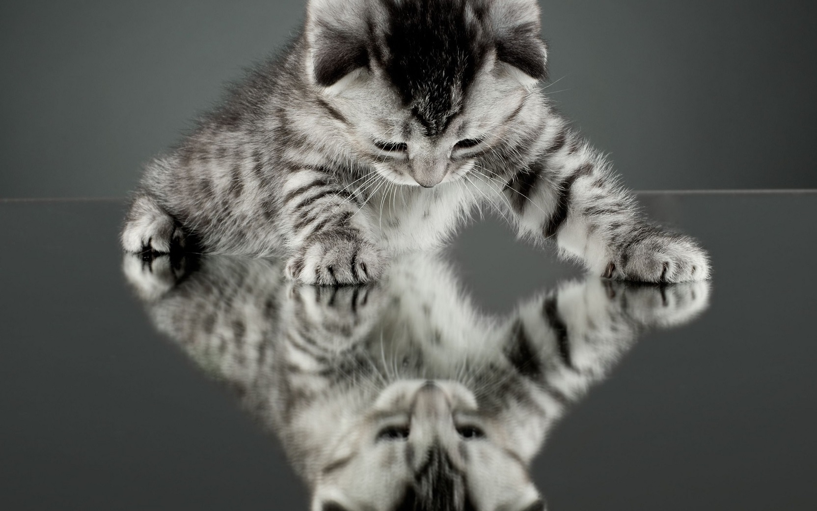 Котенок