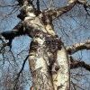 GetImage (12)