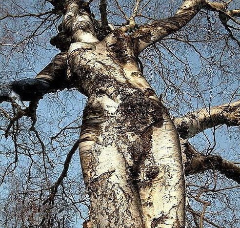 GetImage (12)