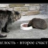 Наглость Наглость