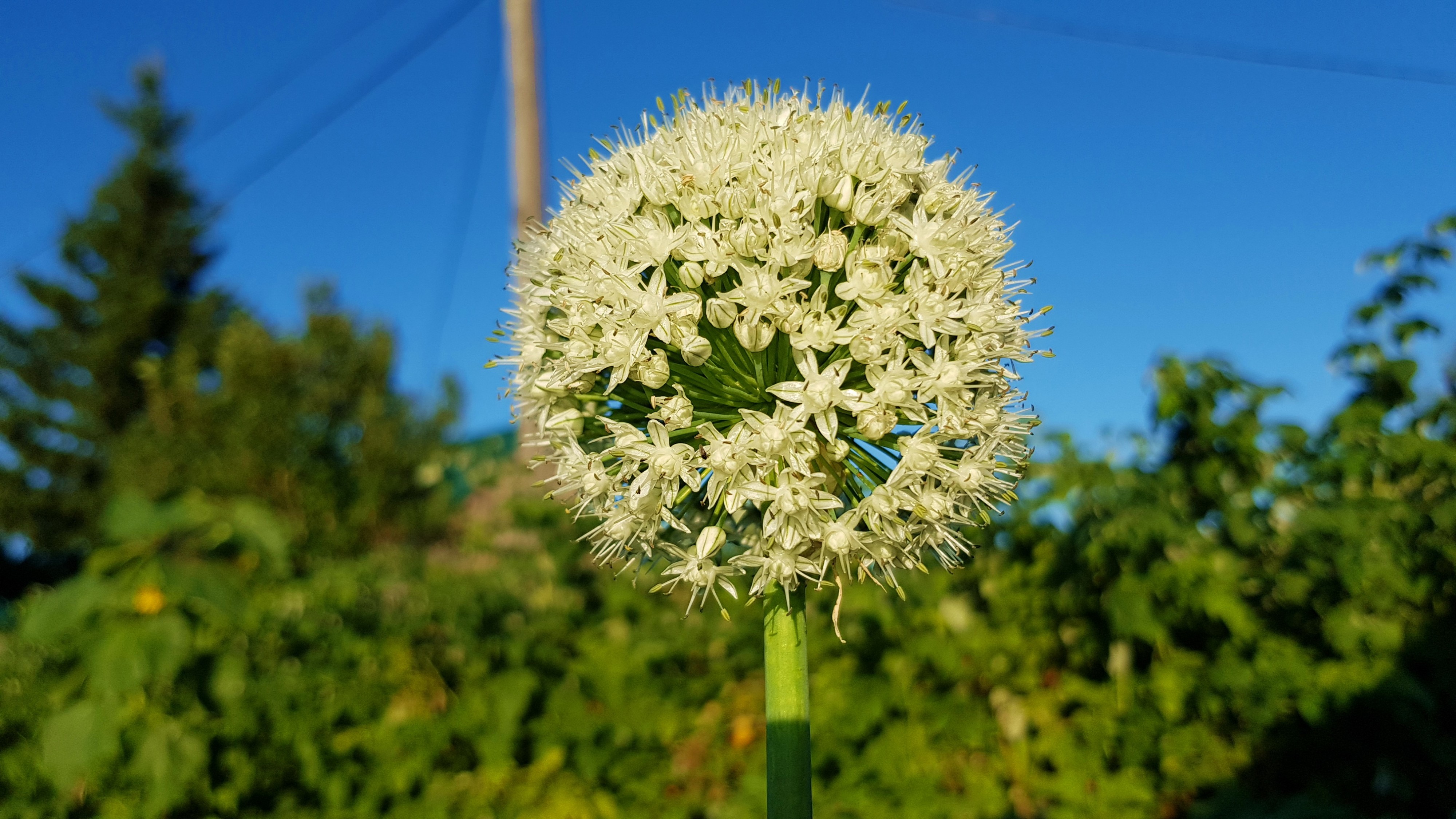 лучочный цвитог)))))))